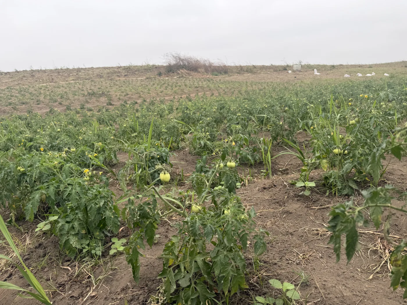 Venus Agricole — cultures